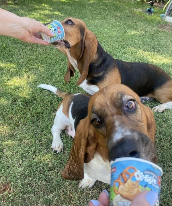 Frannie, back, and Frankie eat ice cream treats on a play date.